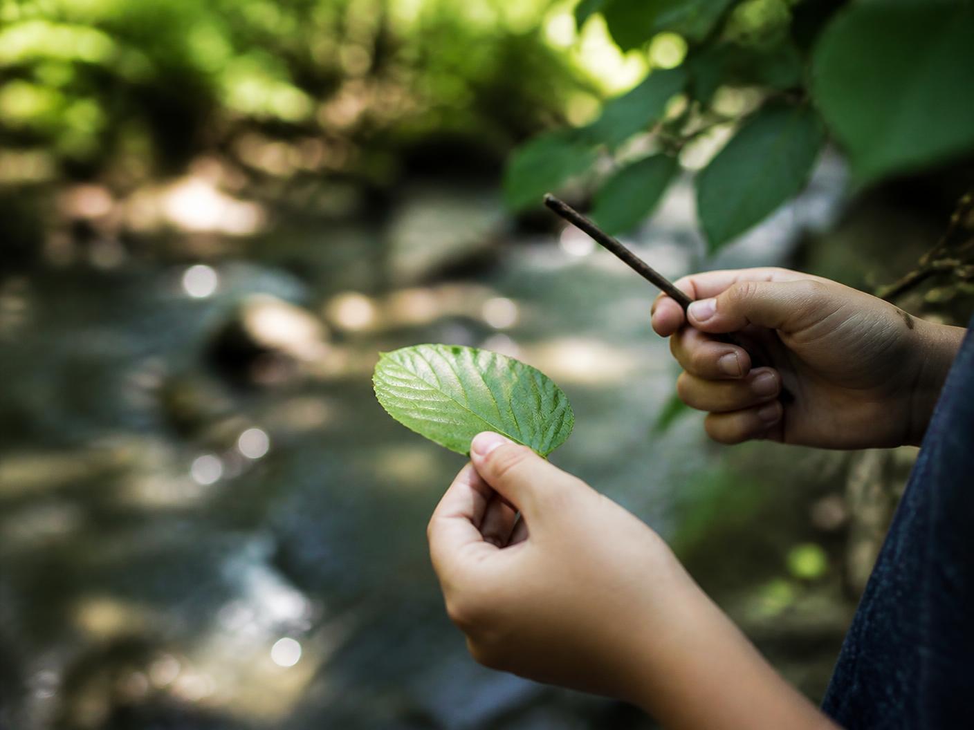Close-up of a young person's hands holding leaves during an outdoor development session